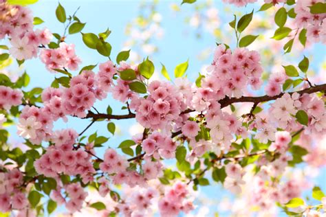 Cherry Blossoms Flowers Wallpapers - Top Free Cherry Blossoms Flowers ...