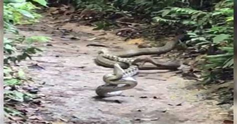 Toradh íomhá ar Reticulated Python vs King Cobra