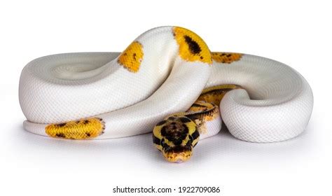 Image result for Cute Brown Python