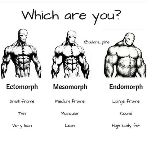Image result for Most Fit Body Types