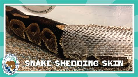 Image result for Python Sheedng Skin