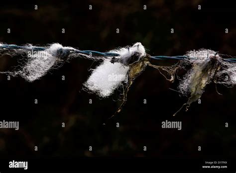 Image result for Wire Wool