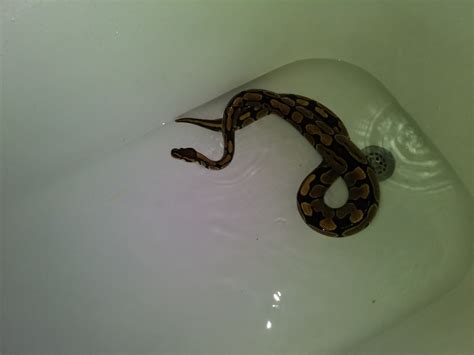 Image result for Ball Python 4Ft