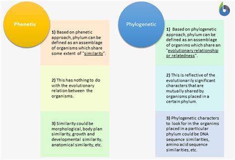 Image result for What Is a Phylum