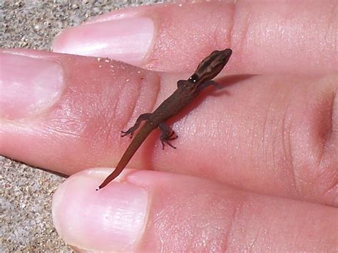 Afbeeldingsresultaten voor Smallest Lizard in the World