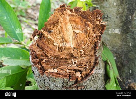 Image result for Falalen Tree Trunk