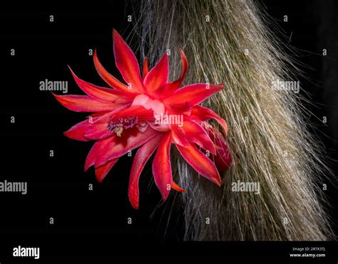 Monkey Tail Flower に対する画像結果