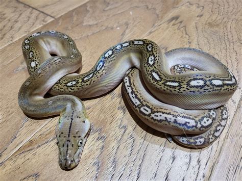 Toy Reticulated Python に対する画像結果