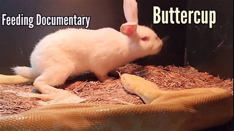 Afbeeldingsresultaten voor Python Eats Rabbit