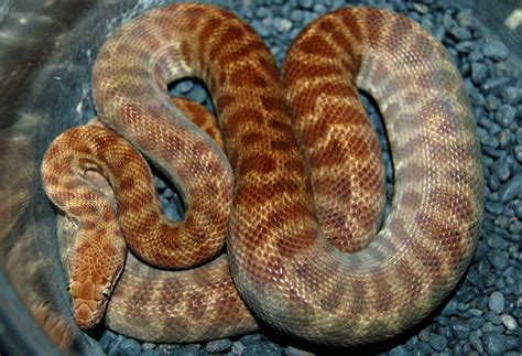 Image result for Stimson Python T+ Morphs