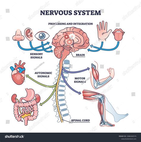 Image result for Human Nervous System Made Easy