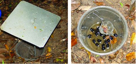 Pit Fall Trap with Light Bulb に対する画像結果