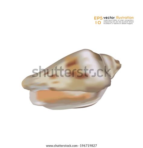 Toradh íomhá ar Cone Shell Vector