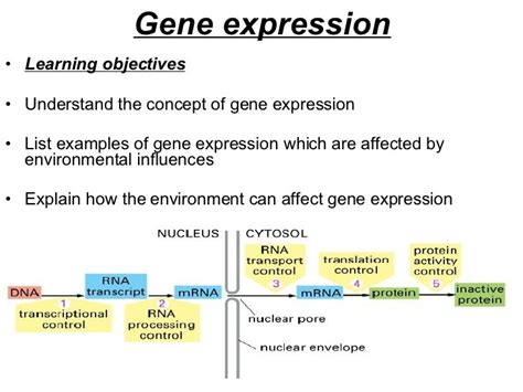 Image result for Gene Expression Example