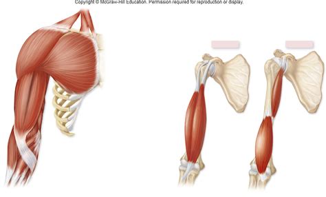 Image result for Muscle Structure Upper Arm
