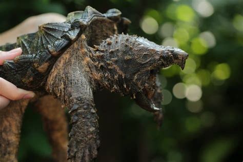 Image result for Large Aligator Snapping Turtle