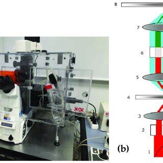 Image result for Phase Contrast Microscope Labeled Diagram