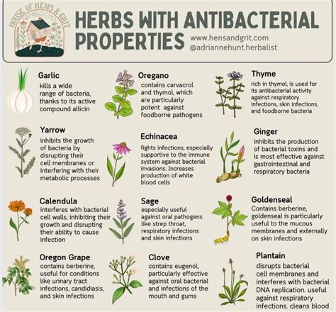 Plants Names and Pictures に対する画像結果