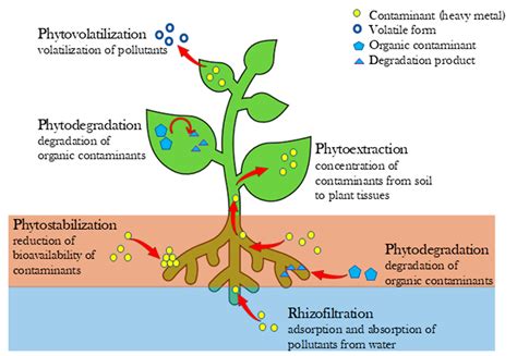 Image result for Adsorption Diagram in Microbial Remediation