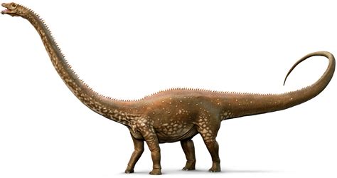 Image result for Diplodocus Figure