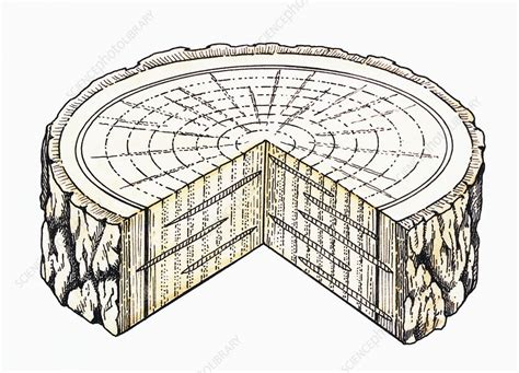 Section of a Tree Trunk に対する画像結果