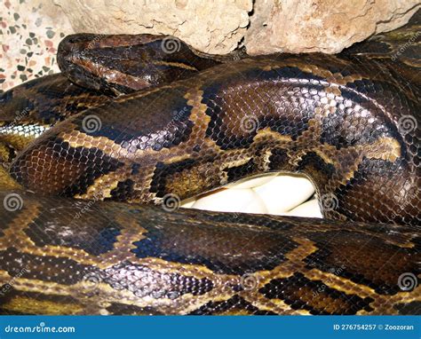 Image result for Burmese Python Genus
