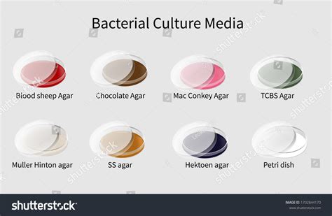 Differential Media Used in Microbiology に対する画像結果