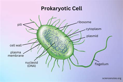 Toradh íomhá ar Flagellum in a Cell Diagram