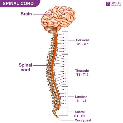 Spinal Cord Structure and Function に対する画像結果