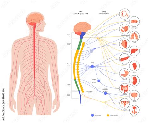 Image result for Autonomic Nervous System Model