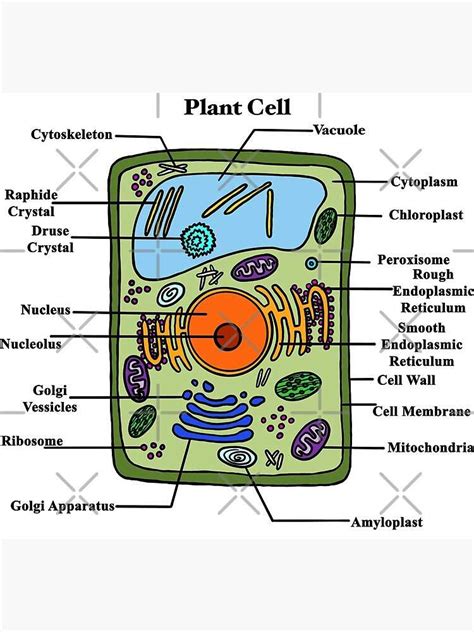 Afbeeldingsresultaten voor Basic Plant Cell Structure