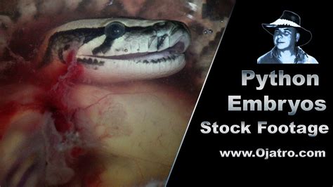 Python Snake Embryo Type に対する画像結果