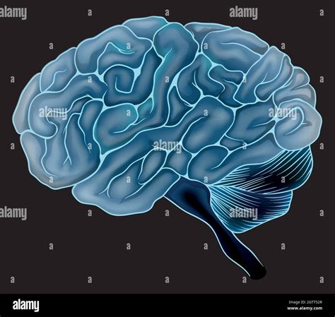 Image result for Human Brain