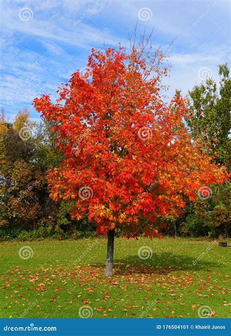 Image result for Red Maple Tree Fall