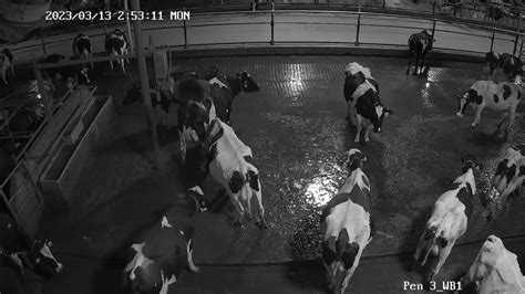 Image result for Computer Analysis Cow