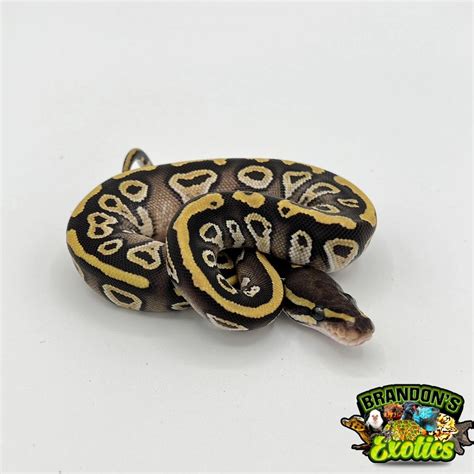 Image result for Fire Mojave Ball Python