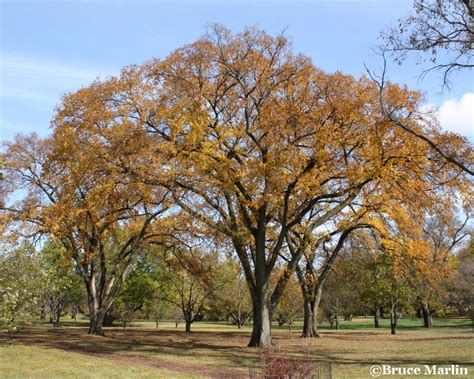 Toradh íomhá ar Elm Tree Fall Color