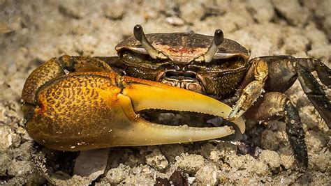 Fiddler crab に対する画像結果
