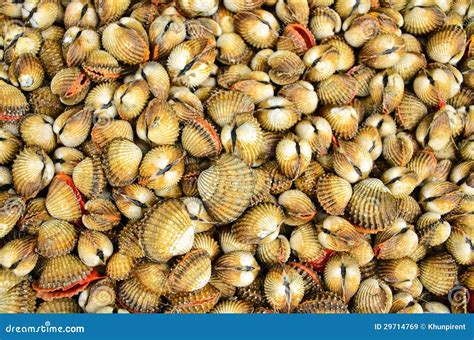 Image result for Edible Shellfish