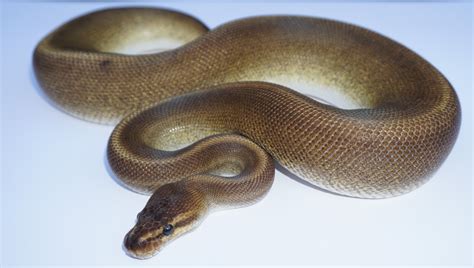 Image result for Spiratic Pattern Ball Python