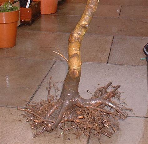 Image result for Chinese Elm Tree Root System