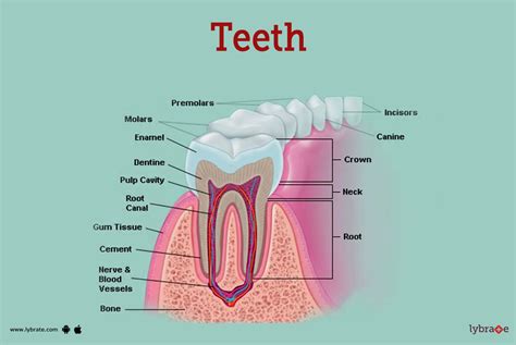 Afbeeldingsresultaten voor Tooth Transplantation Animation