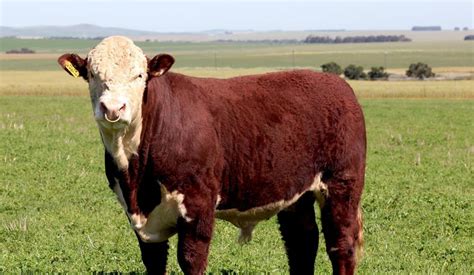 Image result for Cow Hereford Cattle