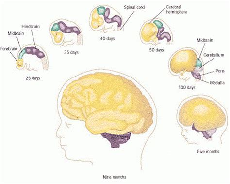 Image result for Brain Development Model