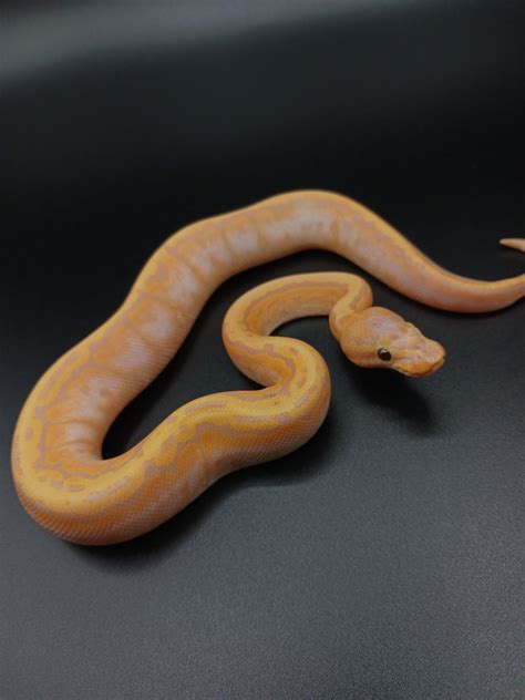 Image result for Ball Python Sable