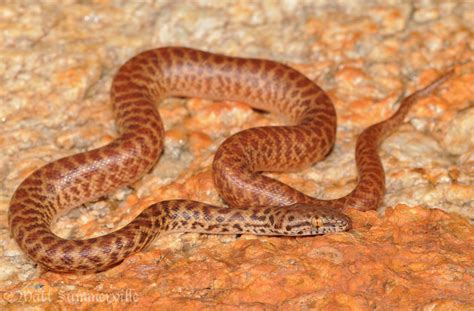 Image result for Pigmi Python