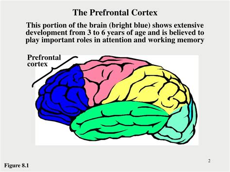 Toradh íomhá ar Child Brain Development Prefrontal Cortex