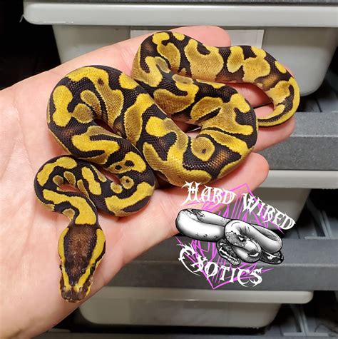 Toradh íomhá ar Jungle Ball Python