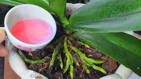 Image result for Add Water and Watch It Grow