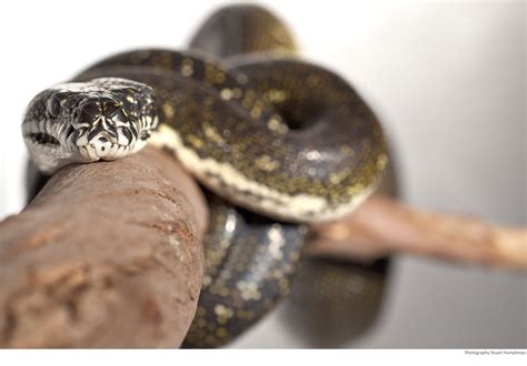 Image result for Yellow Diamond Python